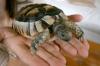 Testudo Marginata weibchen,  6 Jahre alt,  zum verkaufen