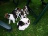 Beagle Welpen suchen neues Zuhause!!!!!