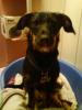 Chihuahua-Dackel-Mix,  7 Monate,  in liebevolle Hände