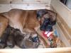 süsse super liebe boxerwelpen