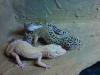 Leopardgecko Adult