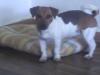 Jack Russel Terrier braun weiss, weiblich, 8 Monate alt!!!!entwurmt und geeimpft!!