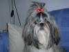 Shih-Tzu Hündin VDH