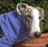 Schöne,  warme Winterjacken für Galgos