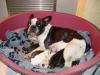 FRANZÖSISCHE BULLDOGGEN WELPEN 	 FRANZÖSISCHE BULLDOGGEN WELPEN