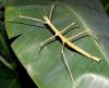 Annam-Stabschrecken (Medauroidea extradentata,  Baculum extradentatum,  Vietnamesi