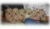Gesunde Golden Retriever Welpen zu verkaufen