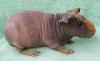 Skinnys /  Skinny-Pigs /  Nacktmeerschweinchen abzugeben