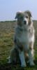 Australian Shepherd Wurfplanung für Anfang des Jahres 2009