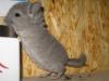 2 Violett Ebony hell Chinchilla Böckchen