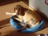 Herrchen Gesucht.Labrador(11 mon, gelb, reinrassig, geimpft, gechipt)