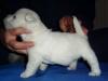 West Highland White Terrier Westie Welpen aus deutscher Zucht