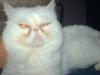 suchen perser oder exotic shorthair dame