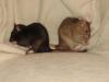 Ratten-Nothilfe Leipzig  und Umgebung