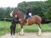 verkaufe shirehorse stute