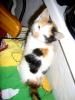 tricolor Hauskatzenbabys in liebevolle Hände abzugeben   