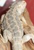 Bartagame abzugeben adult,  handzahm