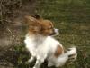 Hund hat ...