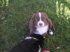 Mini Australian Shepherd Welpen