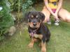 Liebes Rottweilermädchen, 6 monate , umstandshalber in gute Hände abzugeben