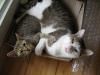 Wir,  Felix und Filou,  suchen liebevolles neues zu Hause!