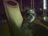 Shi-tzu Welpen