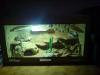 Verkaufe Terrarium mit Zubehör und evtl Bartiepärchen