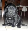 braune und schwarze Labradorwelpen