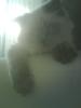 Deckkater kimba