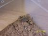 Androctonus amoreuxi,   Dickschwanzskorpion