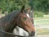 Gesunde und hübsche Pferde aus Robuster Haltung,  Trakehner und Quarters