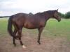 Wunderschöne artige Pferde,  Trakehner rappen und Quarter-Horse
