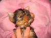 süße mini yorkshire terrier