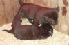 Labrador Welpen