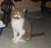 cinnamon-weißer Babykater