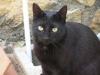 Geshi sucht Flugbegleiter