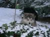 Welpen Husky+Schäferhund