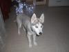 Husky Hündin (Welpe)