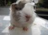 Peruaner Meerschweinchen aus Hobbyzucht