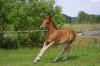 Quarter Horse Fohlen,  Stute