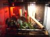 Terrarium komplett eingerichtet + 2 Taggeckos grandis