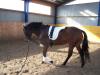 Biete Reitpartnerschaft in Kölln-Reisik bei Elmshorn