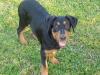 Bernersennen_ Schäferhund MIx