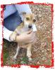 Pepita,  kleiner Hund sucht einen Menschen mit einem großen Herz!