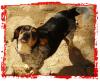 Lea: ca. 1 Jahr Beagle /  Settermix 	