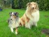 Verkaufe Colliewelpen