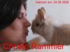 2 Löwenköpfchen/ Teddyzwerg Rammler abzugeben