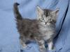 8 knuddelige maine Coon Babies suchen neue Dosenöffner