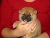 zuckersüsse Shiba Inu Welpen