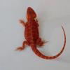 Suche schöne rote und weiße Bartagamen Farbagamen wie Cawley Red P. Vitticeps,  Z
